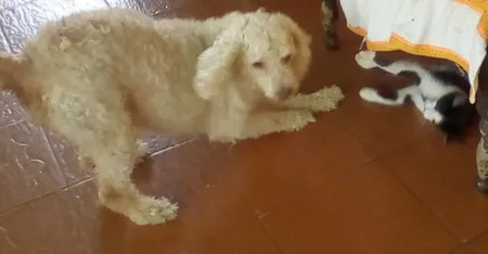 cala y minino jugando.jpg